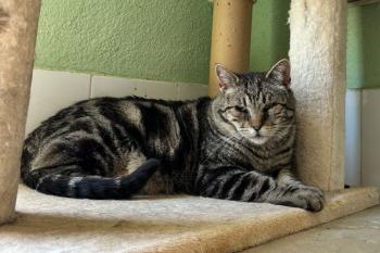 Damian Bild von Damian