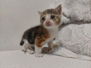 Garza Bild von Garza