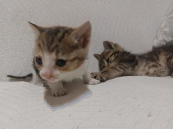 Garza Bild von Garza