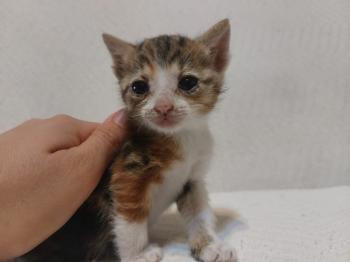 Garza Bild von Garza