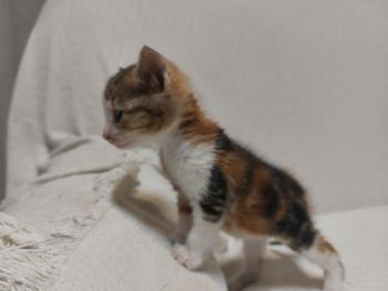 Garza Bild von Garza