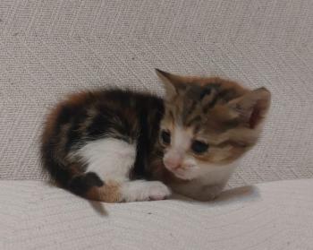 Garza Bild von Garza