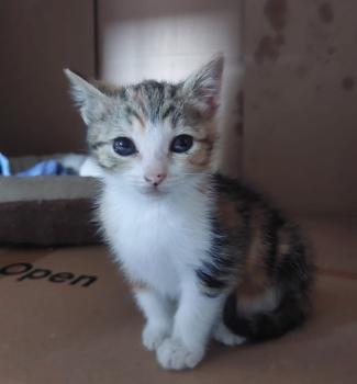 Garza Bild von Garza