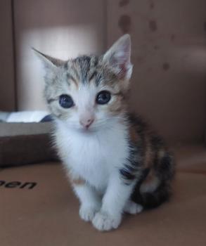 Garza Bild von Garza