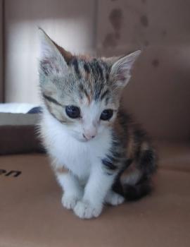 Garza Bild von Garza