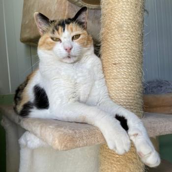 Bild von Rosalba