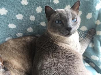 Timido Bild von Timido