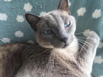 Timido Bild von Timido