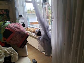 Geraldina Bild von Geraldina