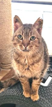 Asha Bild von Asha
