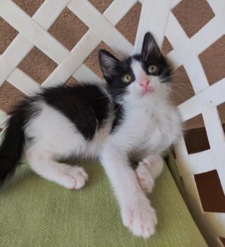 Tico Bild von Tico
