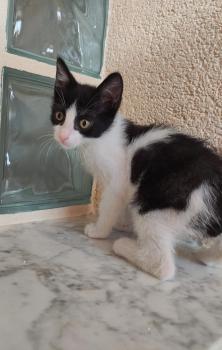 Tico Bild von Tico