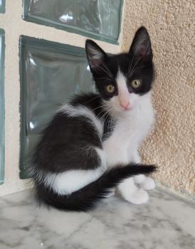 Tico Bild von Tico