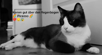 Picasso Bild von Picasso