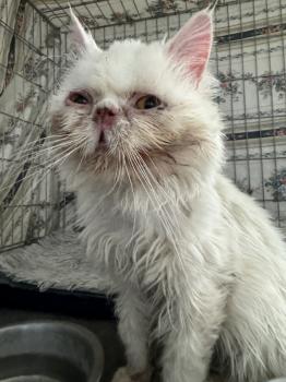 Bambu Bild von Bambu