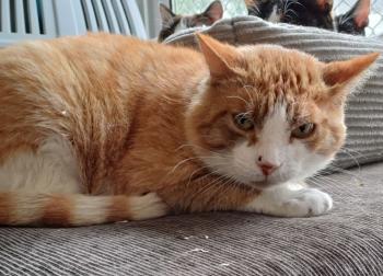 Bild von Carlo-Pavarotti