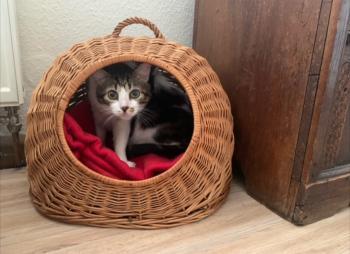 Bild von Don Gato