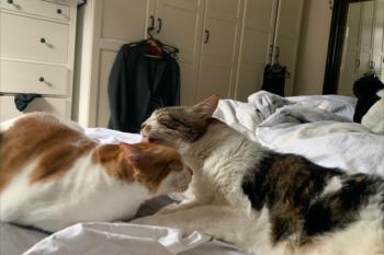 Bild von Don Gato