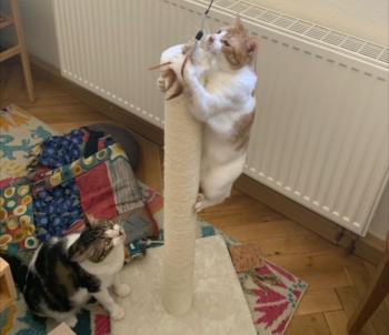 Bild von Don Gato