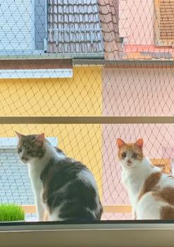 Bild von Don Gato