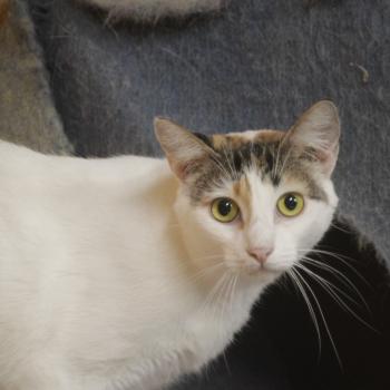 Dafne Bild von Dafne