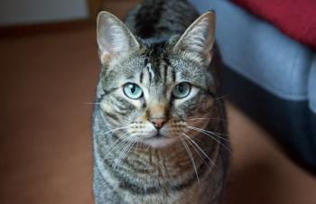 Milu Bild von Milu