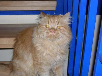 Leon Bild von Leon - 4367