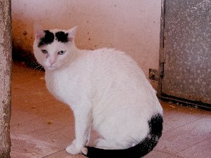 Bild von Rony