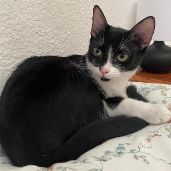 Stuart Bild von Stella