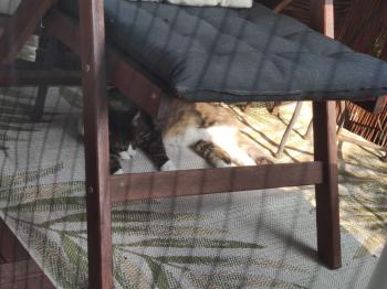 Gizmo Bild von Gizmo