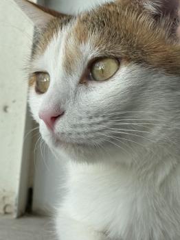 Chica Bild von Chica