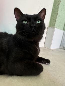 Bongo Bild von Bongo