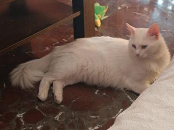 Copito Bild von Copito