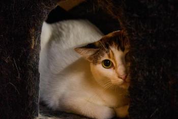 Dafne Bild von Dafne