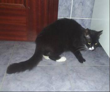 Persi Bild von Persi