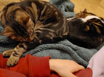 Toffee Bild von Toffee