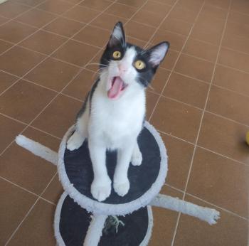 Tico Bild von Tico