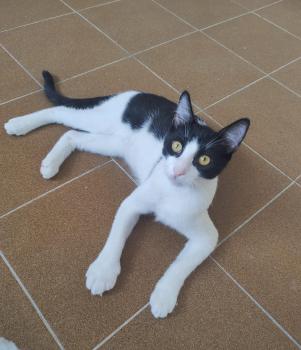 Tico Bild von Tico