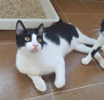 Tico Bild von Tico