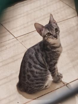 Basil Bild von Basil