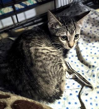 Lilou Bild von Lilou