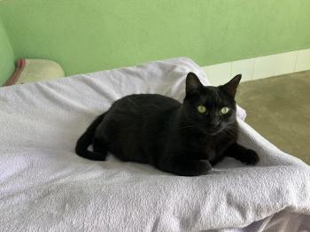 Nahla Bild von Nahla