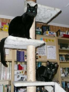 Merlin Bild von Moon
