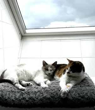 Lupa Bild von Lupa