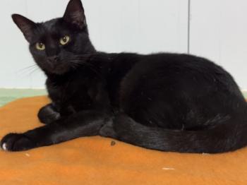 Romeo Bild von Romeo