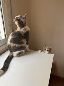 Talita Bild von Talita