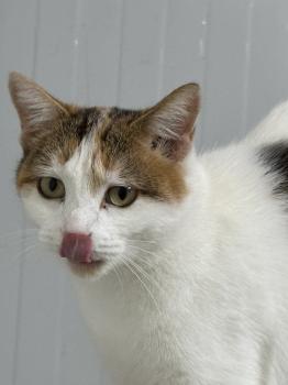 Chica Bild von Chica