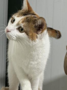 Chica Bild von Chica