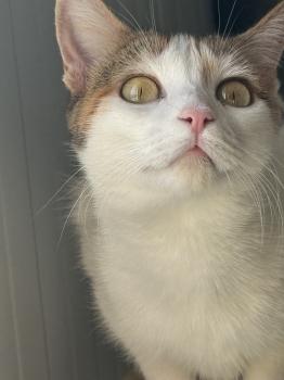 Chica Bild von Chica