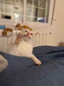 Bao Bild von Bao